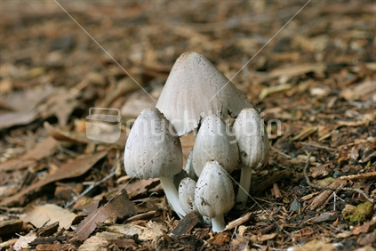 NZ native fungi (Coprinus atramentarius)
