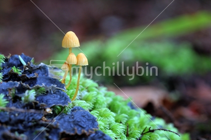 NZ native fungi (Galerina decipiens)
