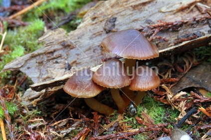 NZ native fungi (Humidicutis multicolor)

