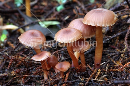 NZ native fungi (Hygrocybe lilaceolamellata)
