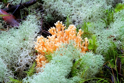 NZ native fungi (Ramaria junquilleo-vertex)
