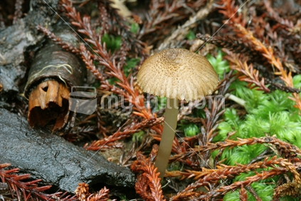 NZ native toadstool (Entoloma squamiferum)
