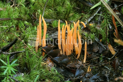 NZ native fungi (Clavaria phoenicea var. persicina)