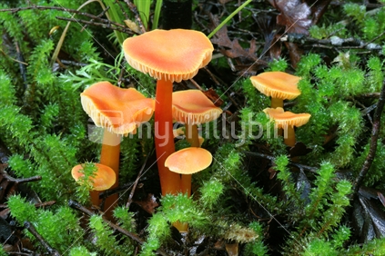 NZ native fungi (Humidicutis conspicua)