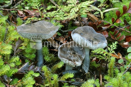 NZ native fungi (Entoloma haastii)