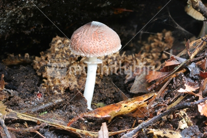 Fungi (Lepota species)

