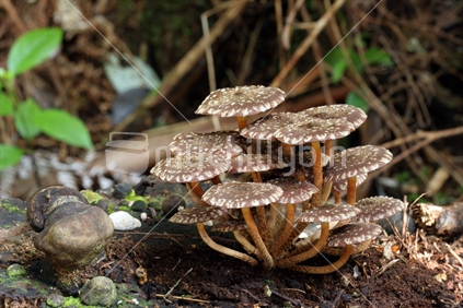 NZ native fungi (Hypholoma brunneum)
