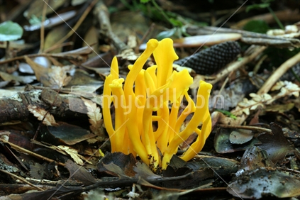 NZ native fungi (Ramariopsis simplex)
