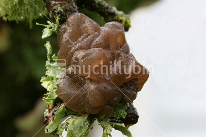 NZ native fungi (Tremella species)
