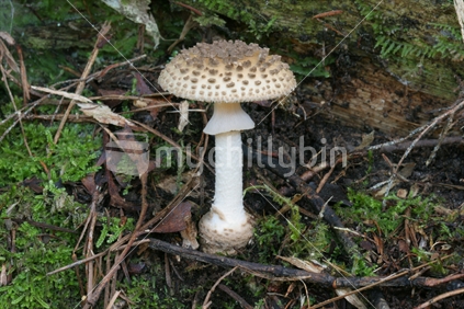 Native NZ fungus (Amanita australis)