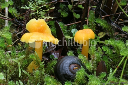 NZ Native Fungi (Hygrocybe elegans)