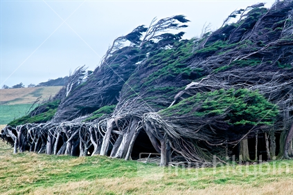 Windswept trees,southland.