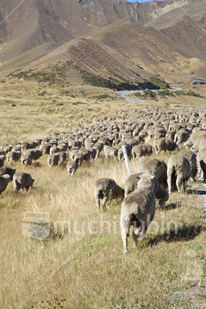 Mob of Merino sheep going up the Lindis Pass, Otago.
