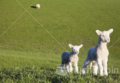 Lambs in rural paddock.