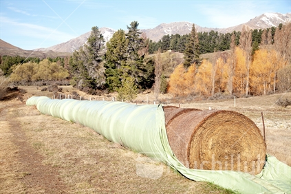 Farm bailage spring feed uncovered,in rural high country Tekapo.