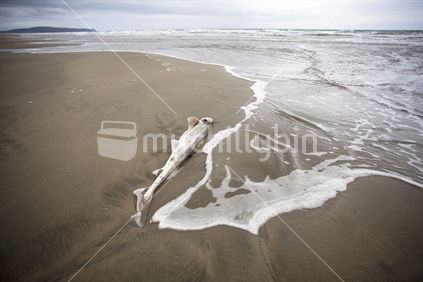 Washed up dead shark on Oreti beach,Southland.