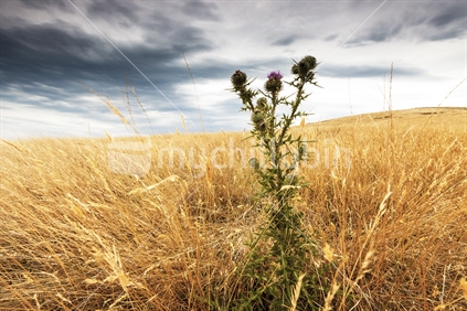 Lone thistle in dry field.