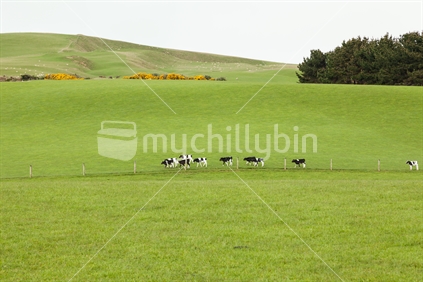 Calves in green field.