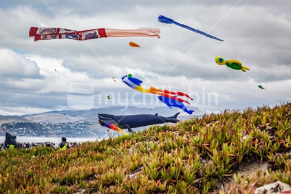 Kite Flying in Christchurch