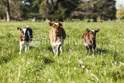 3 dairy calves (focus left and right)