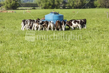 Calves at the feeding station.
