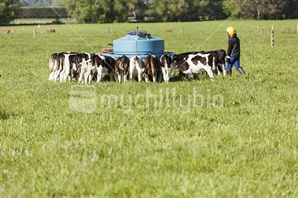 Farmer checking feeding calves.
