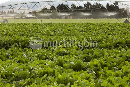 Watering the crops.