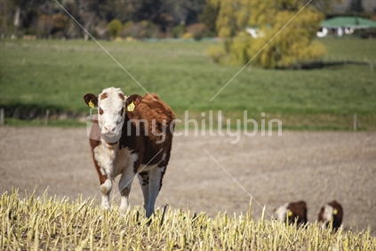 Yearling Hereford 