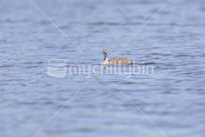Australasian Crested Grebe Duckling