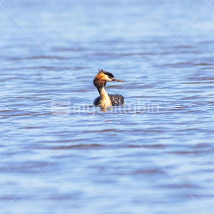 Australasian Crested Grebe Adult