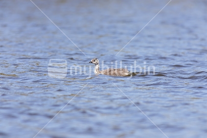 An Australasian Crested Grebe Duckling swimming.