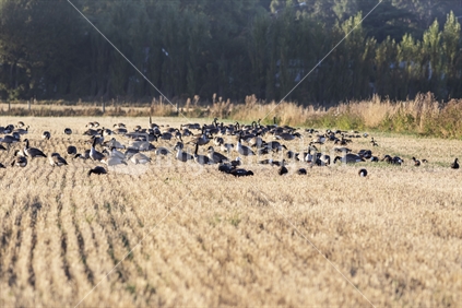 Canadian geese on farmland.