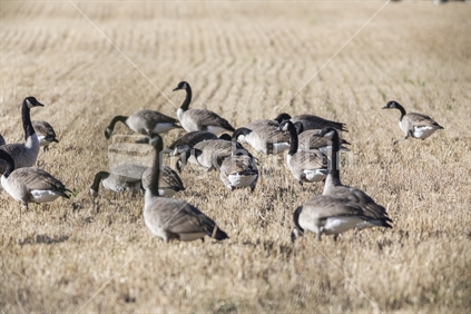 Canadian geese on farmland. (Some foreground nice motion blur)