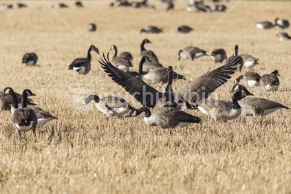 Canadian geese on farmland.