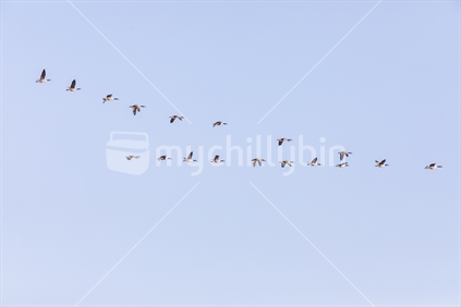 Canadian Geese flying in formation.