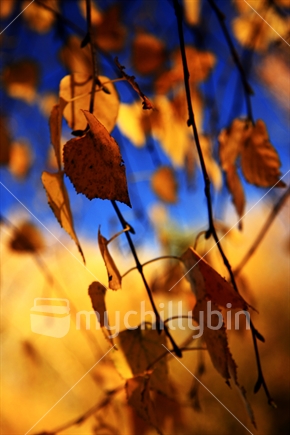 Autumn Shades (abstract)