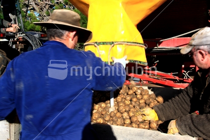 Checking size and grading of potato crop, New Zealand