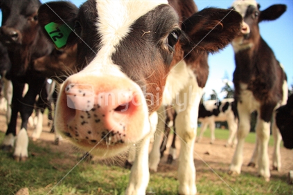 Dairy cattle closeup