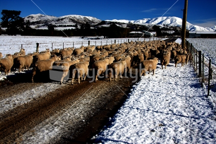 Sheep moving to greener pastures after snowfall, South Island, New Zealand