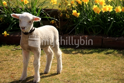 Pet Romney Lamb