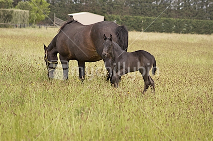 Young foal near his mother