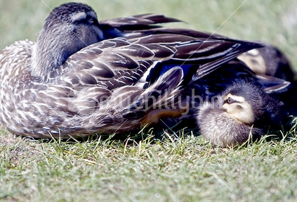 Nestling Duckling.