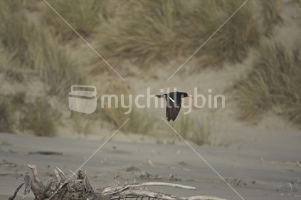 Oystercatcher in flight over New Zealand beach.