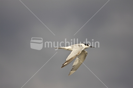 Single tern in flight