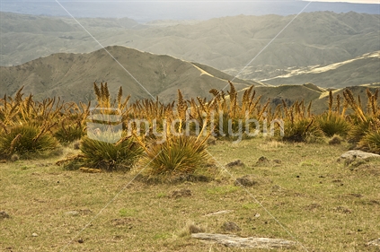 Spear grass in Otago Hills.