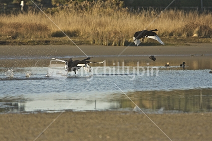 Black swans with white wings; taking off, South Island, New Zealand