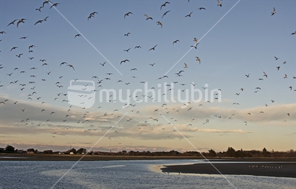 Tern seabirds in flight, New Zealand. 