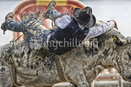 Rodeo competitor falling of his charge.