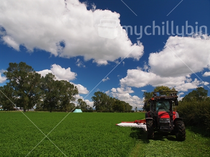Mowing lucerne in the field. 