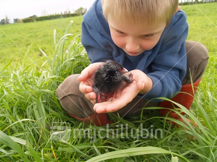 Boy holding Pukeko chick (native bird)